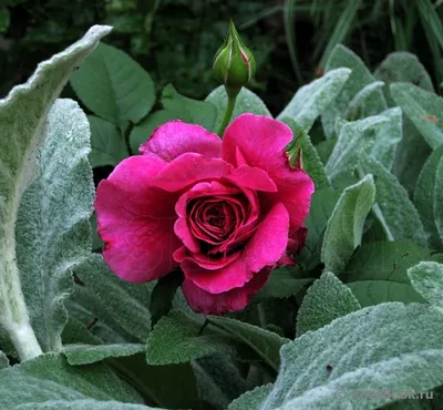 Изображение розы вентило в формате webp для быстрой загрузки на ваш сайт