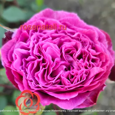 Изображение розы вентило в формате png для использования в монтаже фотографий