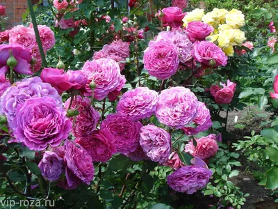 Уникальная фотография розы вентило для использования в календарях