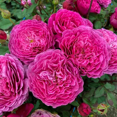 Фотография розы вентило в png для использования на веб-баннерах