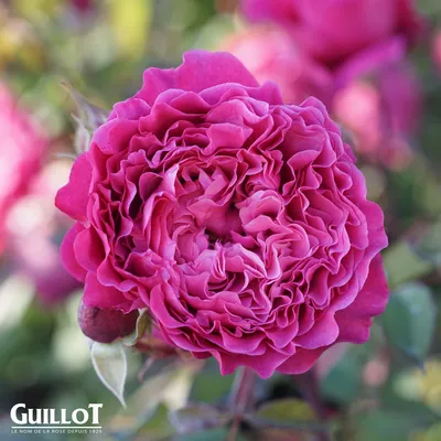 Изображение розы вентило в формате webp для быстрой загрузки на веб-страницы.