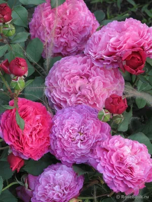 Фотка розы вентило во всех доступных форматах