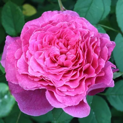 Уникальная фотография цветка розы вентило