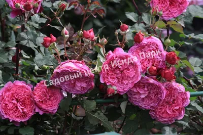 Фотография розы вентило для скачивания