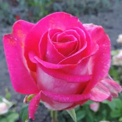 Фото розы в формате jpg