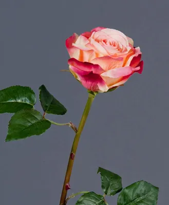 Роза верди: загадочное изображение