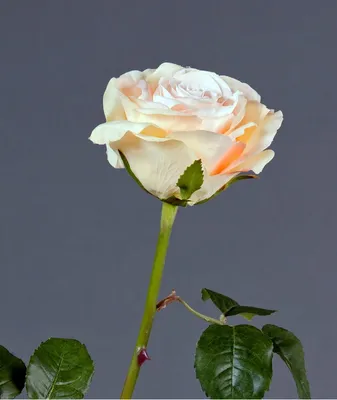 Роза верди: красота в каждой фотографии