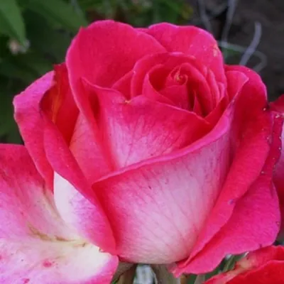 Фото розы верди со стилетом