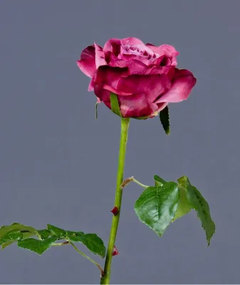 Великолепное изображение розы верди