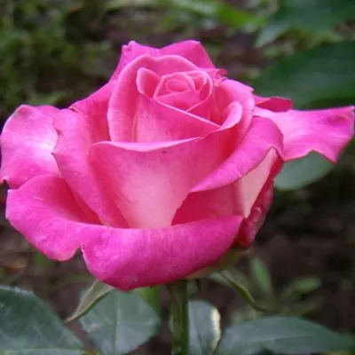 Фото розы с эффектом глубины