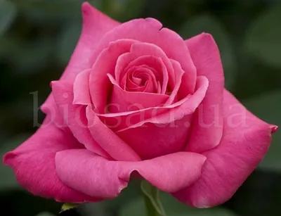 Фотография розы верди: символ прекрасного