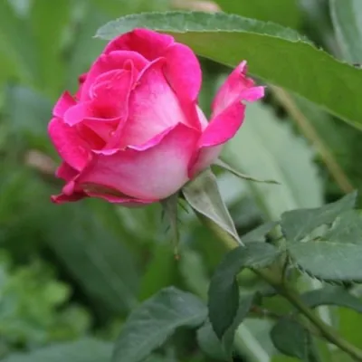 Фото розы с выбором формата