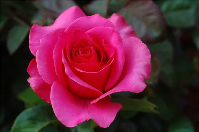 Красивое фото розы в формате png