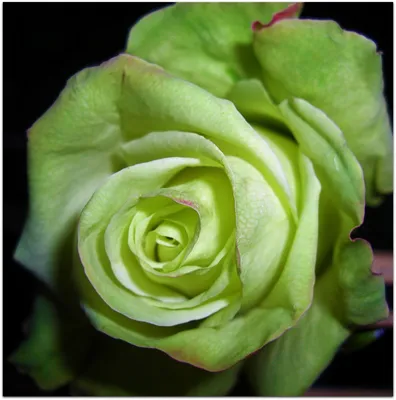 Фотка розы верди: воплощение романтики