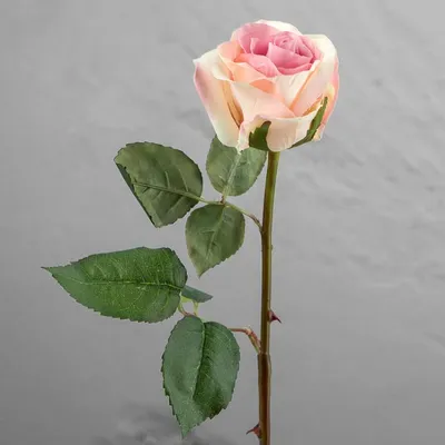 Фото розы с широкой гаммой цветов