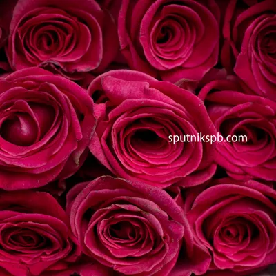 Фото розы верди – выбор ценителей красоты