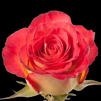 Фото розы в пастельных оттенках