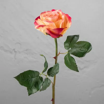 Картинка розы: удивительные контрасты