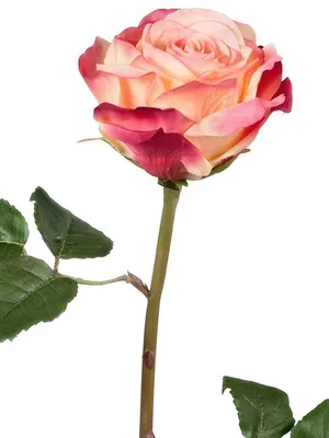 Уникальная роза верди на фотографии