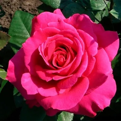Фото розы с уникальными деталями