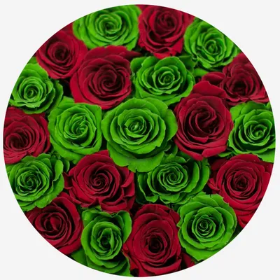 Фото розы верди – симфония природы