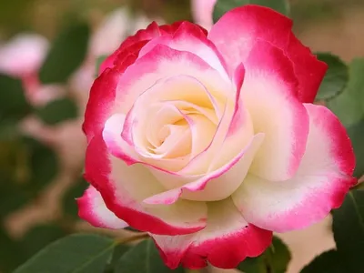 Фото розы с натуральным затемнением