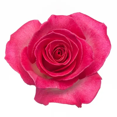 Фото розы с настоящими красками