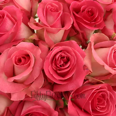 Фото розы с высокой детализацией