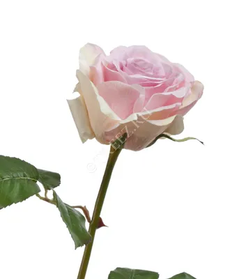 Фото розы верди: нежность и красота