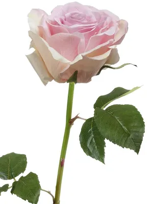 Фото розы в формате webp – идеальное качество