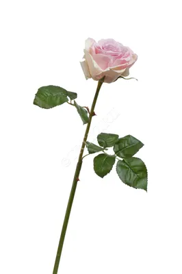 Удивительное изображение розы верди