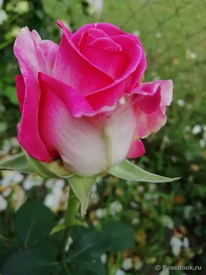 Фото розы в высоком разрешении