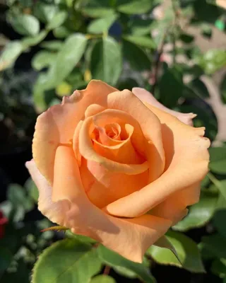 Роза версилия в формате jpg