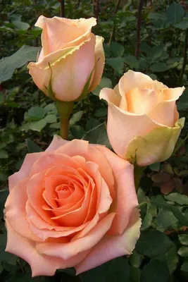 Изображение розы версилии в png формате