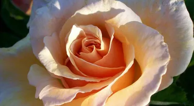 Изображение розы версилии для фонового изображения