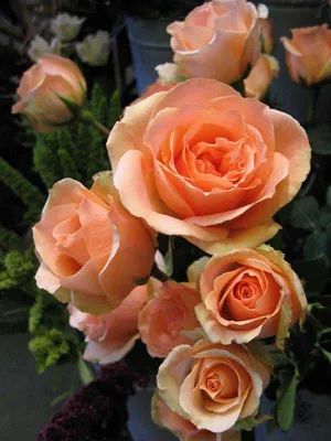 Фото розы версилии в png формате