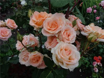 Изображение розы версилии для использования в презентации