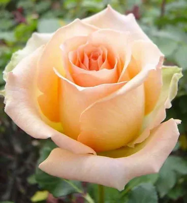 Роза версилия: выберите желаемый формат