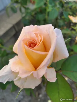 Роза версилия: выберите формат для сохранения