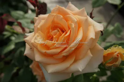 Изображение розы версилии для использования в рекламе