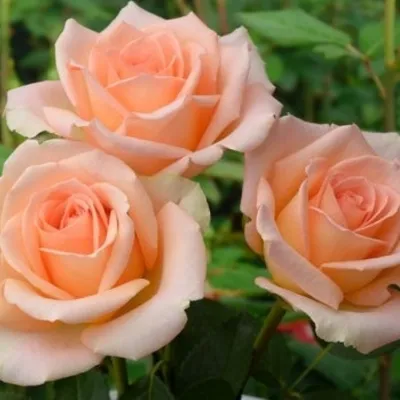 Фотография розы версилии для использования в коллаже