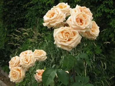 Роза версилия: выберите размер для скачивания