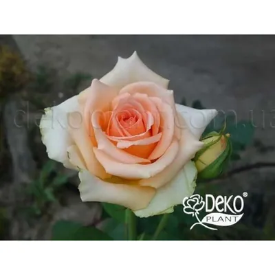 Фотография розы версилии в png формате для использования на плакате