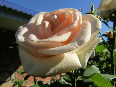 Изображение розы версилии для использования в презентации и рекламе