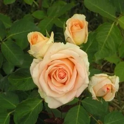 Фото розы версилии в png формате для использования на сайте и в коллаже
