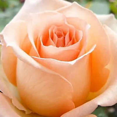 Роза версилия: выберите желаемый формат и размер изображения