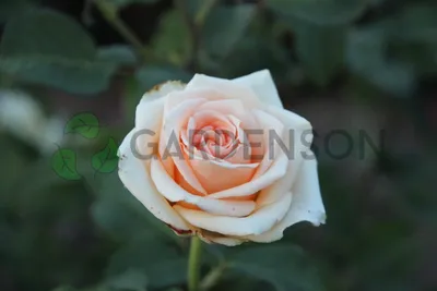 Картинка розы версилии в высоком разрешении для фонового изображения и презентации