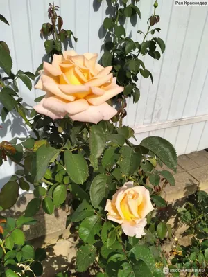 Изображение розы версилии с высоким разрешением