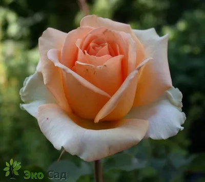 Фото розы версилии в формате jpg