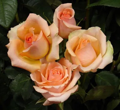Фотография розы версилии для оформления плаката